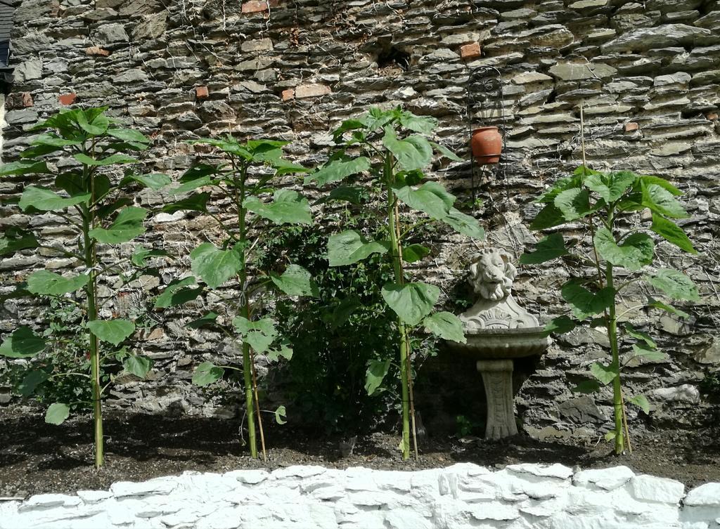 St Vincent Guest House Lynton Εξωτερικό φωτογραφία